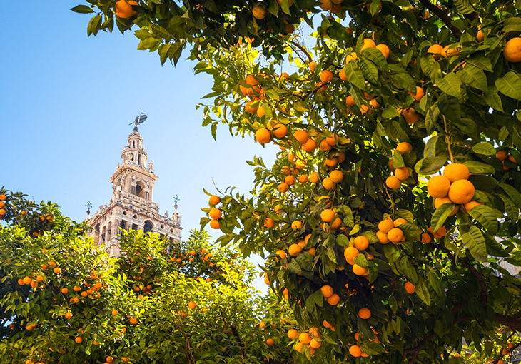 Imagen principal del artículo Los barrios de Sevilla donde el flamenco es parte de la vida